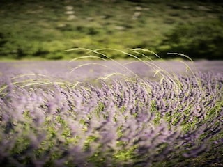 Parco vacanze Vallon-Pont-d'Arc Ambiente 23