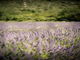 Parque de vacaciones Vallon-Pont-d'Arc Entorno 14
