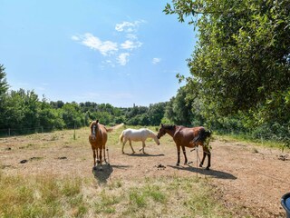 Casa per le vacanze Torxé Ambiente 37