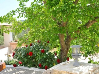 Holiday house Cisternino Outdoor Recording 10