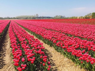 Vakantiepark Uitgeest Omgeving 32