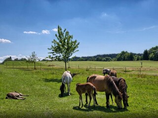 Apartamento Lauterbach (Schwarzwald) Entorno 14