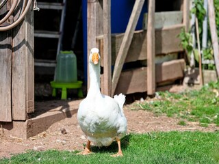 Apartment Lauterbach (Schwarzwald) Outdoor Recording 4