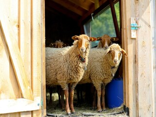 Appartamento Lauterbach (Schwarzwald) Registrazione all'aperto 9