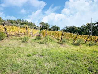 Villa Castiglion Fiorentino Außenaufnahme 4