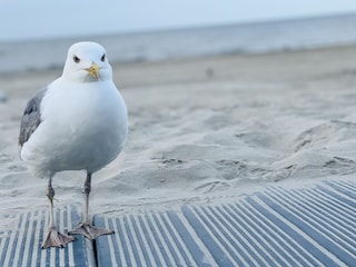 Möwe am Strand