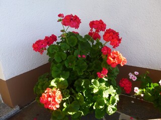 Apartamento Furtwangen  39