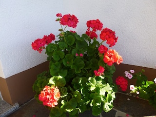 Appartement Furtwangen  39