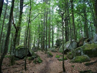 Appartamento Furtwangen Ambiente 24