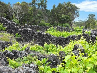 Parco vacanze Cisternino Ambiente 23