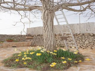 Casa per le vacanze Locorotondo Registrazione all'aperto 9