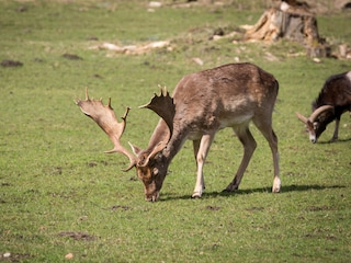 Naturpark Ivenacker Eichen