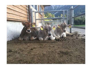 Vakantieappartement Mittelberg Buitenaudio-opname 8