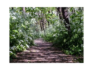 Holiday house Westkapelle Environment 15