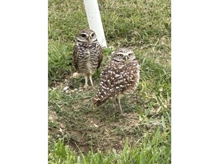 Villa Cape Coral Ambiente 38