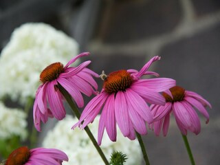 Apartment Reith bei Kitzbühel  35