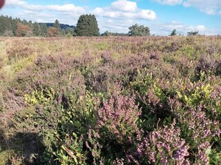 Appartement Olsberg Omgeving 29