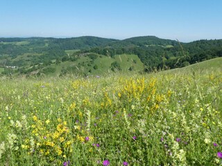 Im Kaiserstuhl