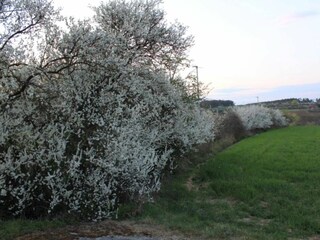 Appartamento per vacanze Georgensgmünd Ambiente 20