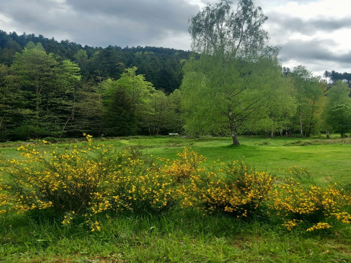 Ferienhaus Abreschviller Umgebung 35