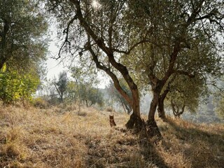 Villa Lajatico Umgebung 27