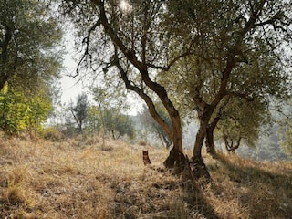 Villa Lajatico Environnement 24