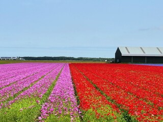 Appartamento per vacanze Julianadorp Ambiente 30