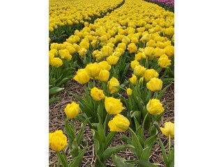 Appartamento per vacanze Julianadorp Ambiente 29