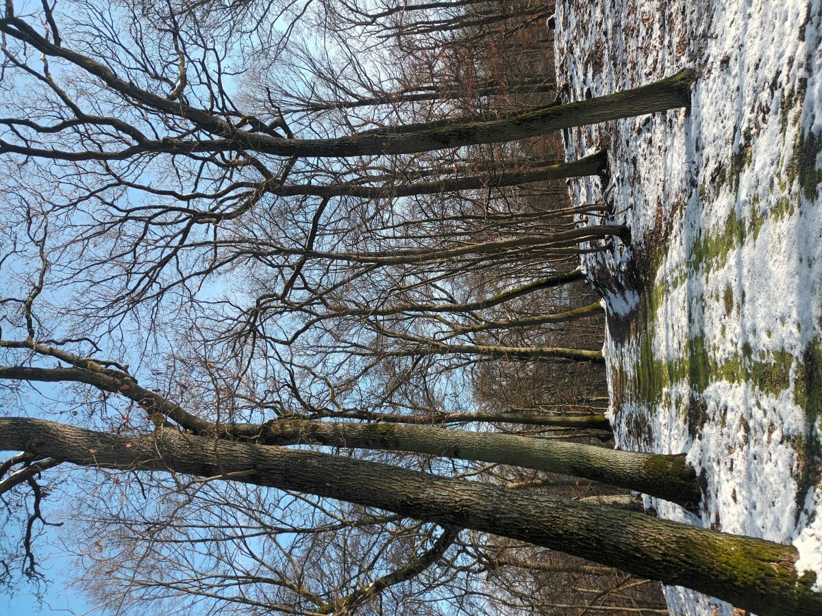 Natur Winter Ferienwohnung Eifelzeiten