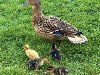Casa per le vacanze Medemblik Ambiente 20