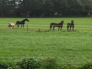 Holiday park Bad Bentheim Environment 21