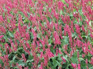 Parco vacanze Margraten  33