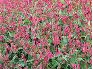 Holiday park Margraten  39