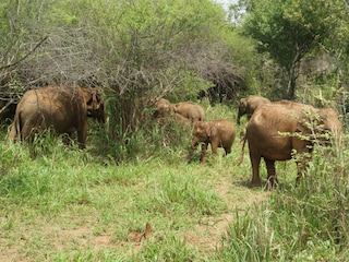 Safari im Udawalawe National Park