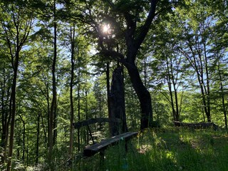 Wälder und Wiesen - Naturidylle