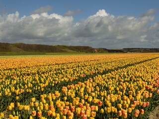Casa per le vacanze Sint Maartenszee Ambiente 16