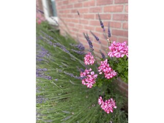 Appartamento per vacanze Domburg Caratteristiche 22