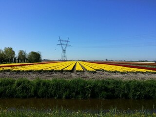 Hollandse tulpen velden in de Schermer polder