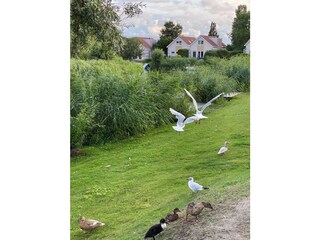 Casa per le vacanze Makkum Ambiente 31