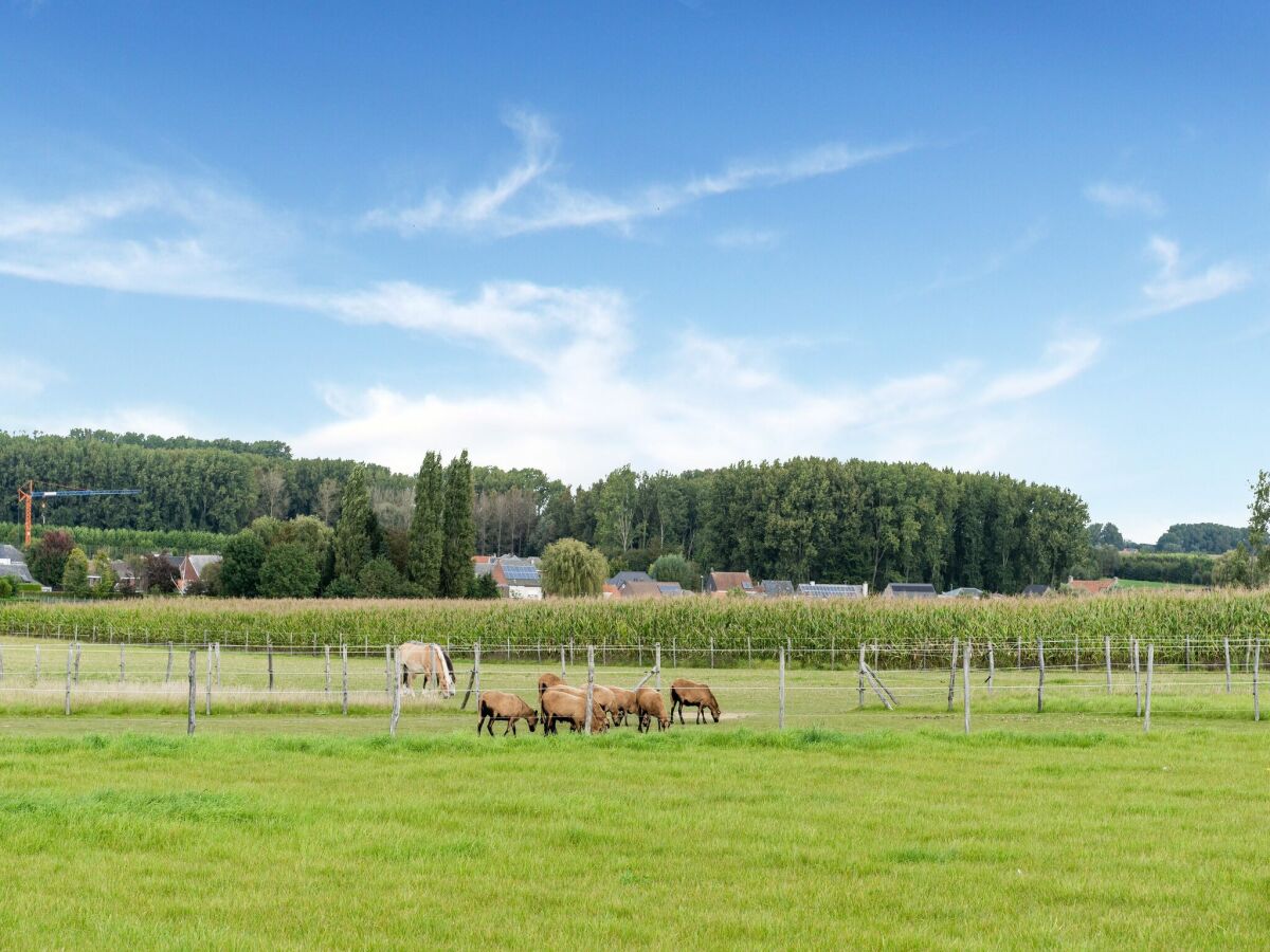 Ferienhaus Zottegem Umgebung 39