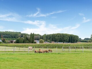 Ferienhaus Zottegem Umgebung 36