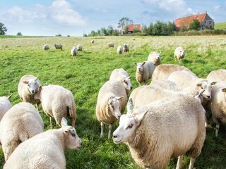 Ferienpark Wemeldinge Umgebung 21