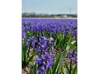 Appartamento per vacanze Egmond aan Zee Ambiente 24