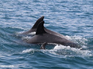 Casa per le vacanze Ferragudo Ambiente 39