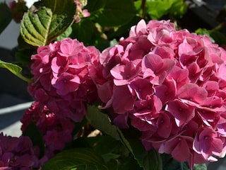 Blümchen