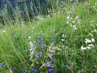 Blumenwiese