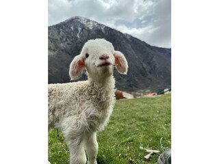 Vakantieappartement Albosaggia Omgeving 19