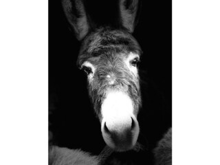 Vakantieappartement Albosaggia Omgeving 20