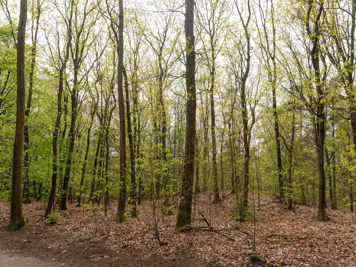 Ferienhaus Voorthuizen Umgebung 31