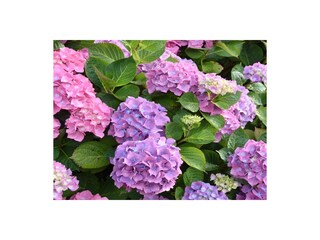 Blumen